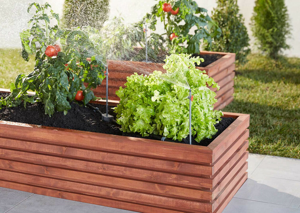 6 Tomatoes in raised planters